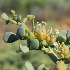 Tetraena retrofracta
