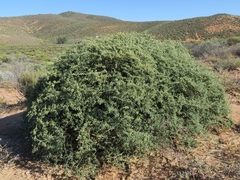 Tetraena retrofracta