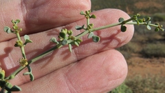 Tetraena retrofracta