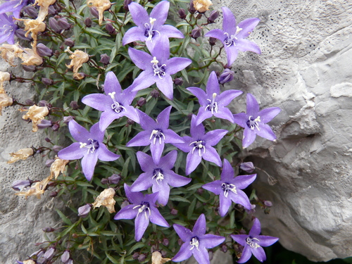 Campanula waldsteiniana Schult.