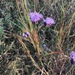 Saussurea mongolica - Photo (c) sunwenhao90, alguns direitos reservados (CC BY-NC), uploaded by sunwenhao90
