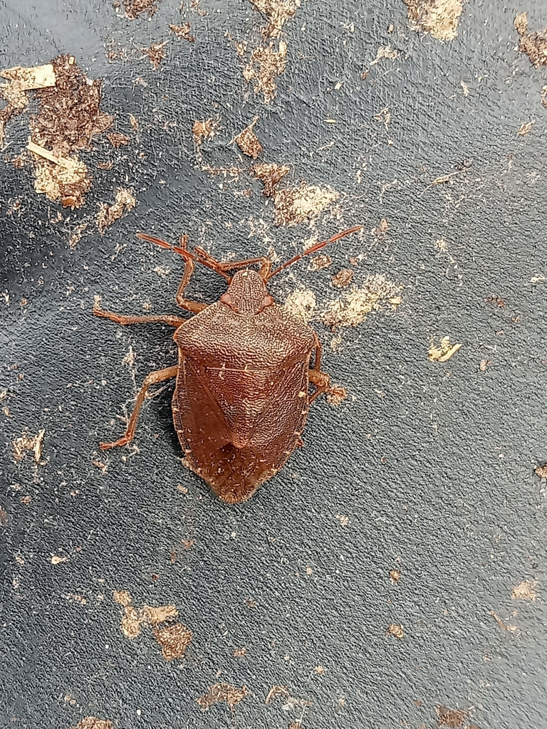 green-shield-bug-from-coppull-chorley-uk-on-march-12-2023-at-01-27