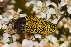 Stigmodera macularia