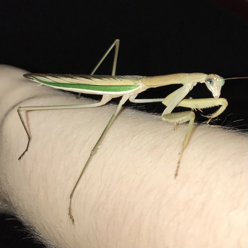 Photo of Purple-winged Mantis (Tenodera australasiae)