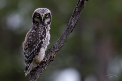 Northern Hawk-Owl photo 3