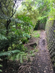 Melicytus ramiflorus ramiflorus