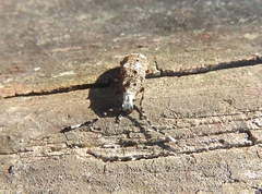 Platystomos albinus