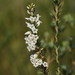 Epacris obtusifolia - Photo (c) Reiner Richter, algunos derechos reservados (CC BY-NC-SA), uploaded by Reiner Richter