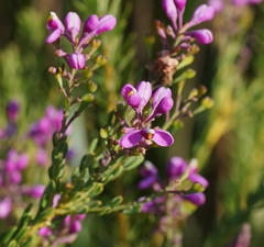 Comesperma retusum