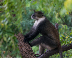 Cercopithecus mitis albotorquatus