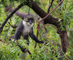 Cercopithecus mitis albotorquatus