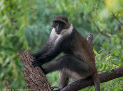 Cercopithecus mitis albotorquatus