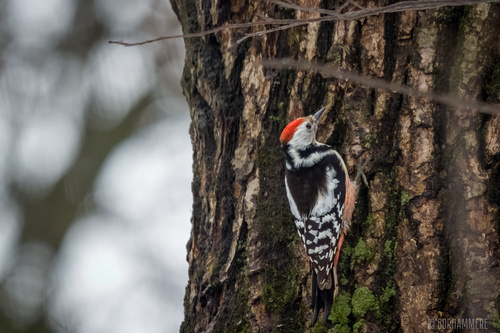 Pico mediano (Dendrocoptes medius)