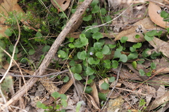 Viola sieberiana