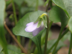 Viola sieberiana