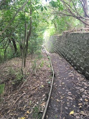 Melicytus ramiflorus ramiflorus