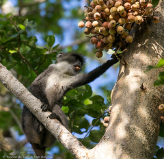 Cercopithecus mitis albotorquatus