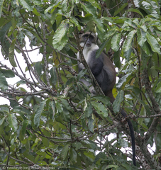 Cercopithecus mitis albotorquatus