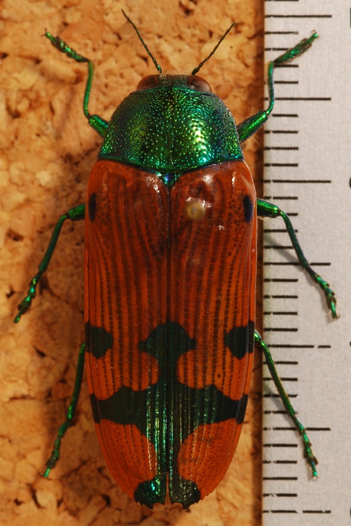 Conognatha azarae