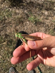 Locusta migratoria cinerascens