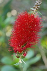 Melaleuca pachyphylla