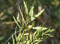 Melaleuca pachyphylla