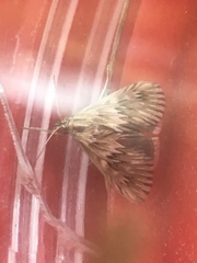 Cynaeda dentalis