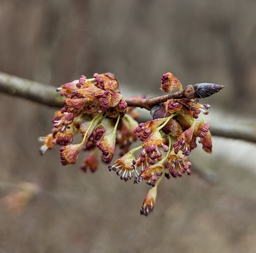 American elm (Ulmus americana)