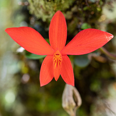 Cattleya mantiqueirae, photograph Paulo Mascaretti, CC0, iNaturalist via GBIF