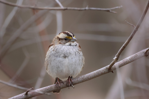 White-throated Sparrow photographed in Maryland