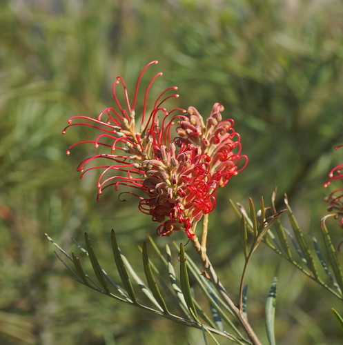 Grevillea banksii