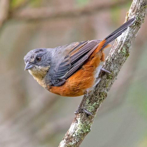 Buff-throated Warbling Finch (Microspingus lateralis), photo 4