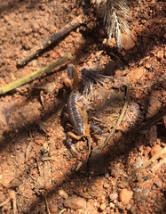 Uroplectes triangulifer