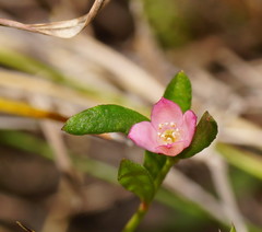 Boronia parviflora