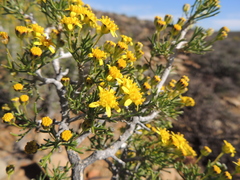 Euryops subcarnosus vulgaris