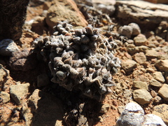 Anacampseros filamentosa