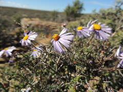 Felicia hirsuta