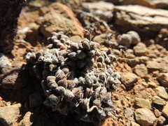 Anacampseros filamentosa
