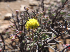 Crassothonna protecta