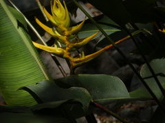 Heliconia lankesteri image