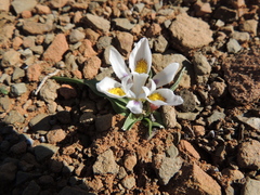 Moraea falcifolia