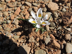 Moraea falcifolia