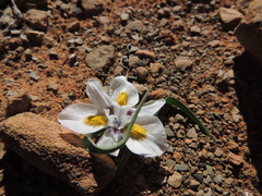 Moraea falcifolia