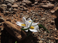 Moraea falcifolia