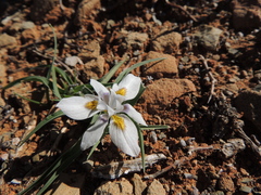 Moraea falcifolia