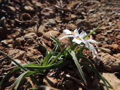 Moraea falcifolia