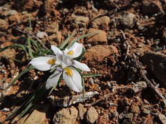 Moraea falcifolia