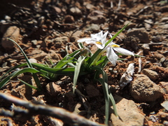 Moraea falcifolia