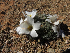 Oxalis densa