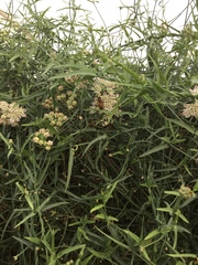 Funastrum heterophyllum